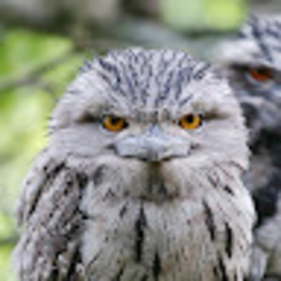 Meet your Posher, Alfred - Picture 1 of 1